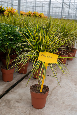 Cultivation of differenent green tropical and exotic indoor palms and evergreen plants in glasshouse in Westland, North Holland, Netherlands. Flora industry.の写真素材