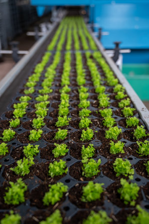 Cultivation of differenent indoor fern green plants in glasshouse in Westland, North Holland, Netherlands. flora industry,の写真素材