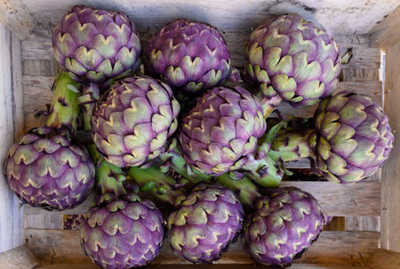 Big purple globe artichokes heads vegetables on farmers market in Brittany, spring is Franceの写真素材