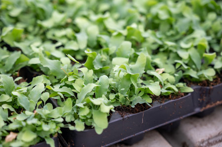 Cultivation of differenent indoor fern green plants in glasshouse in Westland, North Holland, Netherlands. flora industry,の写真素材