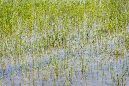 Cultivation of rice cereals in Camargue, Provence, France. Rice plants growing on organic farm...