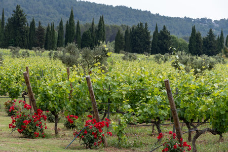 Wine making in department Var in Provence-Alpes-Cote d'Azur region of Southeastern France, vineyards in JuÑÑ with young green grapes near town Saint-Tropez, cotes de Provence wineの写真素材