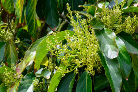 Seasonal blossom and harvest of evergreen avocado trees in April on plantations in Asturias, North...