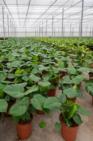Cultivation of differenent green tropical and exotic indoor palms and evergreen plants in glasshouse in Westland, North Holland, Netherlands. Flora industry.の写真素材