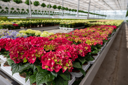 Hydrangea or hydrangea, flowers in flowerheads produced from early spring to late autumn, cultivated as decorative or ornamental garden plant growing in Dutch greenhouse, flora of the Netherlandsの写真素材