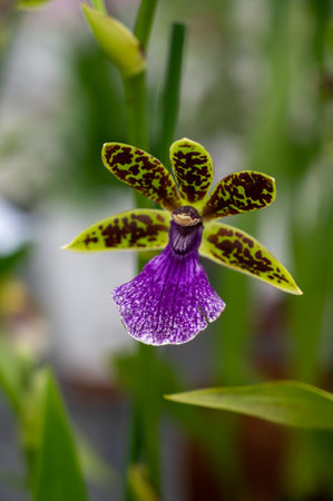 Cultivation of colorful tropical flowering plants orchid family Orchidaceae zygophetalum in Dutch...