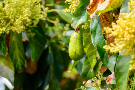 Seasonal blossom and harvest of evergreen avocado trees in April on plantations in Asturias, North of Spain.の写真素材