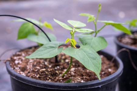 Young beans plants sprouts growing in bio greenhouse in spring