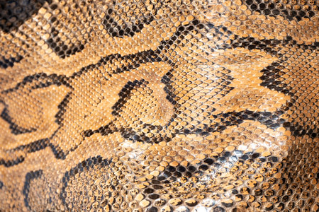 Real genuine python snake skin background, exotic animals confiscated by border by custom, banned from entry into Europe.の写真素材