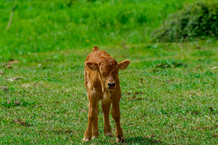 Brown Asturian cows, livestock with little calfs on green grass pasture, Picos de Europe, Los Arenas, Asturias, Spain, close upの写真素材