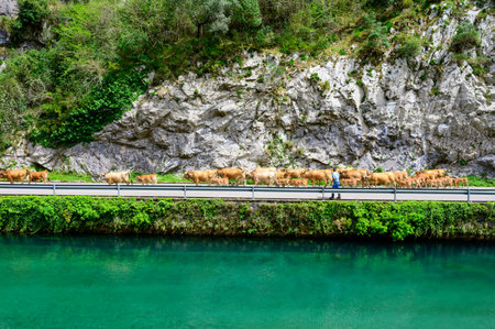 Brown Asturian cows, herd of cows is carried to new pasture on mountain road, Picos de Europe, Los Arenas, Asturias, Spain.の写真素材