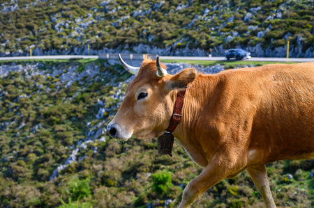 Brown Asturian cows, herd of cows is carried to new pasture on mountain road, Picos de Europe, Los...