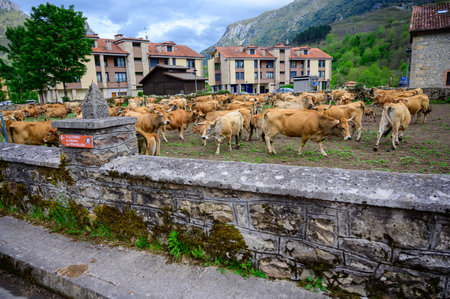 Brown Asturian cows, herd of cows is carried to new pasture on mountain road, Picos de Europe, Los Arenas, Asturias, Spain.の写真素材