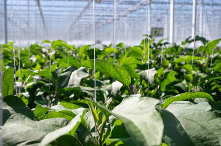 Dutch organic greenhouse farm with rows of eggplants plants with ripe violet vegetables and purple flowers, agriculture in the Netherlandsの写真素材