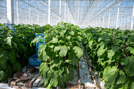 Dutch organic greenhouse farm with rows of eggplants plants with ripe violet vegetables and purple flowers, agriculture in the Netherlandsの写真素材