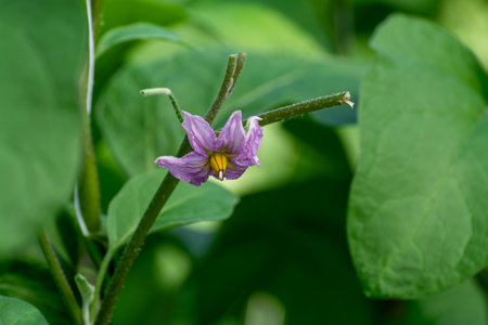Dutch organic greenhouse farm with rows of eggplants plants with ripe violet vegetables and purple flowers close upの写真素材