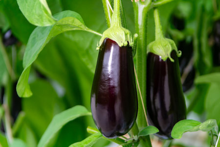 Dutch organic greenhouse farm with rows of eggplants plants with ripe violet vegetables and purple flowers, agriculture in the Netherlandsの写真素材