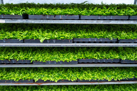Cultivation of differenent indoor fern green plants in glasshouse in Westland, North Holland, Netherlands. flora industry,の写真素材