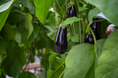Dutch organic greenhouse farm with rows of eggplants plants with ripe violet vegetables and purple flowers, agriculture in the Netherlandsの写真素材