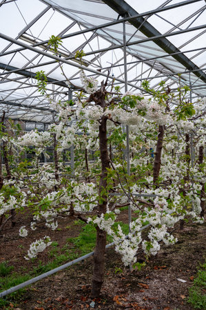 Rows of cherry trees with white blossom in fruit orchard greenhouse with protection sytem from birds in sunny spring day, Betuwe, Netherlandsの写真素材
