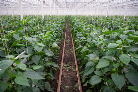 Big ripe sweet bell peppers, green paprika plants growing in glass greenhouse, bio farming in the Netherlandsの写真素材