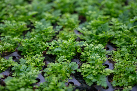 Cultivation of differenent indoor fern green plants in glasshouse in Westland, North Holland, Netherlands. flora industry,の写真素材