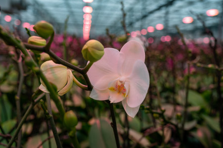 Cultivation of colorful tropical flowering plants orchid family Orchidaceae in Dutch greenhouse with UV IR Grow Light for trade and worldwide export, blossomの写真素材