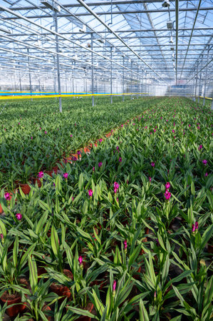 Turmeric, Curcuma longa flowering plant of ginger family, decorative or ornamental flower growing in Dutch greenhouse, the Netherlandsの写真素材