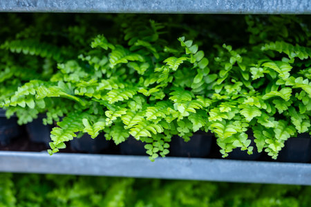 Cultivation of differenent indoor fern green plants in glasshouse in Westland, North Holland, Netherlands. flora industry,の写真素材
