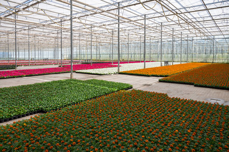 Cultivation of different summer bedding plants, begonia, petunia, young and flowering plants, decorative or ornamental garden plants growing in Dutch greenhouseの写真素材
