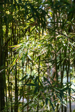 Green bamboo trees with leaves in bamboo grove in sun lightの写真素材