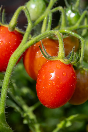 Long red italian datterini pomodori tomatoes growing in garden, used for passata, pasta and saladsの写真素材