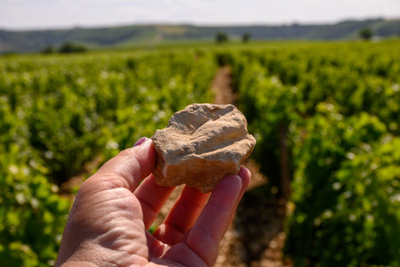Example of terres blanches clay-limestone white soils on vineyards around Sancerre wine making village, rows of sauvignon blanc grapes on hills, Cher, Loire valley, France, hand with stoneの写真素材