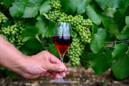 Tasting of sparkling red wine with bubbles champagne on summer weekend festival route of champagne...