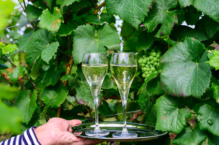 Drinking of sparkling white wine with bubbles champagne on green hilly vineyards in small village Urville in Cote des Bar, Champagne region, France in summerの写真素材
