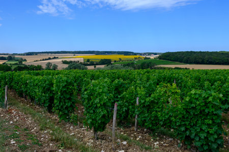 Vineyards of Pouilly-Fume appellation, making of dry white wine from sauvignon blanc grapes growing on different types of soils, Franceの写真素材