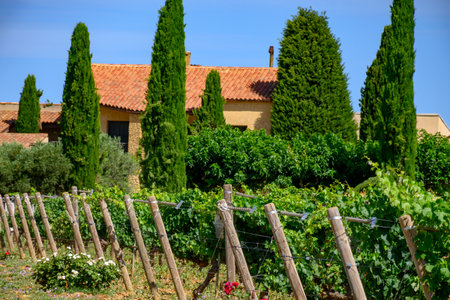 Vineyards of Chateauneuf du Pape appellation with grapes growing on soils with large rounded stones galets roules, lime stones, gravels, sand and clay, famous full body red wines, Franceの写真素材