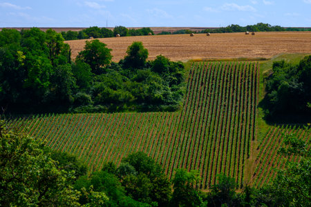 Aerial view on hilly Sancerre Chavignol appellation vineyards, Cher department, France, overlooking iver Loire valley, noted for its white Sancerre dry savignon blanc wineの写真素材