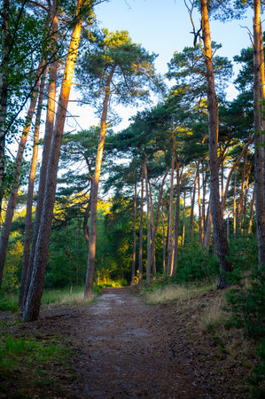 Forest walking path in sunlights. Sunny summer morning in Nature protected park area De Malpie near Eindhoven, North Brabant, Netherlands. Nature landscapes in Europe. Reflection of trees in forest lake.の写真素材
