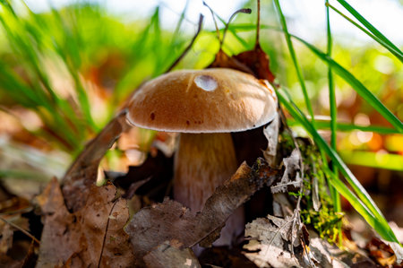 King of tasty edible mushrooms, young boletus edulis porcini cepe growing in forestの写真素材
