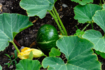 Open air plantation of green unripe punpkin vegetables ready to harvest, eco-friendly organic farming close upの写真素材