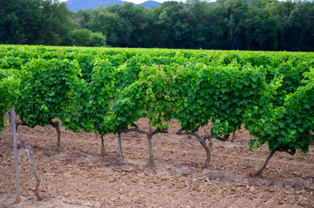 View on green grand cru vineyards Cotes de Provence, production of dry rose wine near Grimaud village, Var, Franceの写真素材