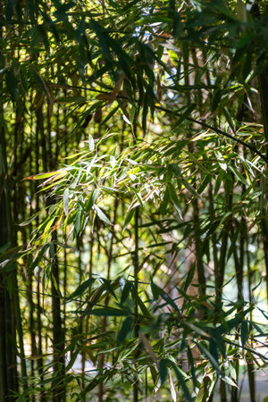 Green bamboo trees with leaves in bamboo grove in sun lightの写真素材