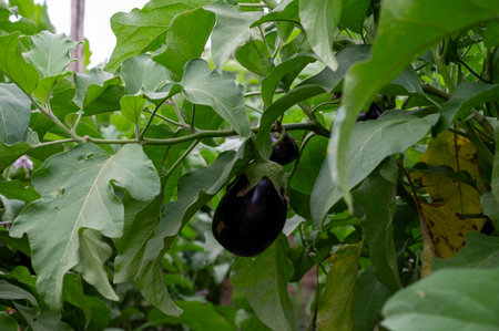 New harvest of tasty ripe purple eggplants vegetables in Italy, Lazioの写真素材