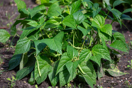 Ripe green long beans hanging on plant in organic garden, healthy vegetables