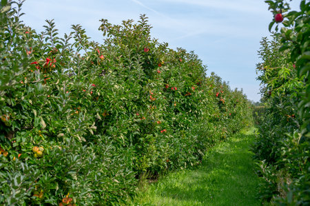 Harvesting time in fruit region of Netherlands, Betuwe, Gelderland, organic plantation of apple...
