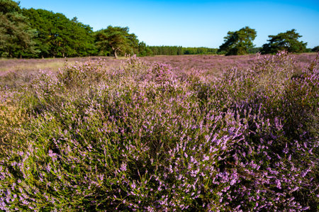 Nature background, green lung of North Brabant, pink blossom of heather plants in the Malpie natural protected forest in August, near Eindhoven, Netherlandsの写真素材