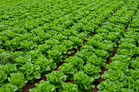 Farm field with rows of young fresh green romaine lettuce plants growing outside under italian sun, agriculture in Italy., Lazioの写真素材