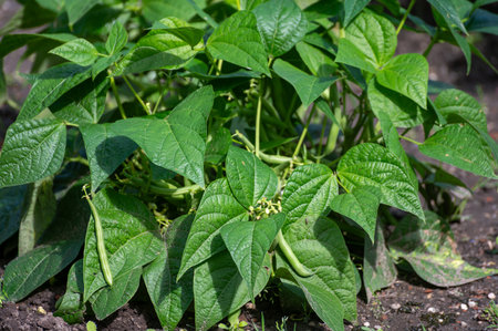 Ripe green long beans hanging on plant in organic garden, healthy vegetablesの写真素材