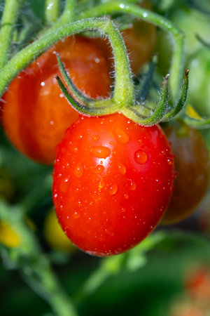 Long red italian datterini pomodori tomatoes growing in garden, used for passata, pasta and saladsの写真素材